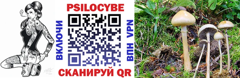 где купить наркоту Боготол Псилоцибиновые грибы мицелий